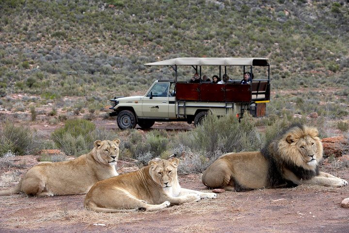 Aquila game drive - the pride of Lions